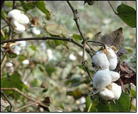 Cotton trading remains calm this week