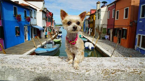 5 Things to Know Before You Take Your Pet on Vacation